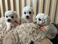 dziewczynki -  6 tygodni